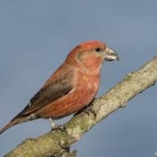 Parrot Crossbill-93774